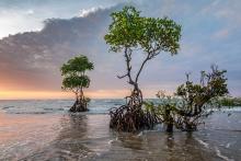 The Moon And The Mangroves: An Unusual Connection!