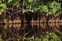 Sri Lanka Protects Its Mangroves