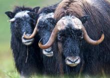 Musk Ox Face An Uncertain Future