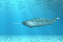 Freeze And Flee: Narwhals In Danger