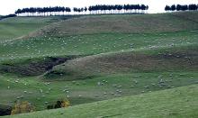 New Zealand Announces Net Zero Plans