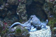 How Octopus Taste With Their Tentacles