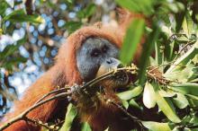 Orangutans In Trouble?