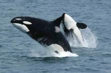 Killer Whales In Trouble