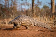 Pangolins In Trouble