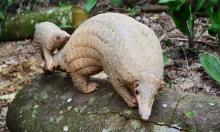 Pangolins: The Most Trafficked Mammal 