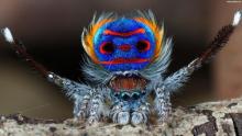 Fifty New Species Of Spiders Found