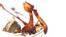 Pelican Spiders: Quite The Cannibals!