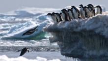 A Penguin Supercolony Near Antarctica