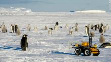 A Robot Among The Penguins