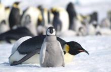 Could A Million Species Go Extinct?