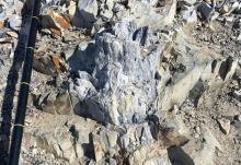 A Fossil Forest Discovered In Antarctica