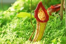 Those Carnivorous Pitcher Plants!