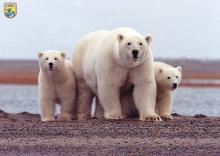 Village Faces Polar Bear Problem