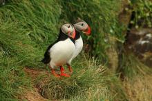 Puffins In Maine: A Success Story!