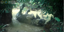 Rare Javan Rhino Caught On Camera