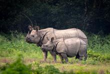 Good News For Nepal's Rhinos