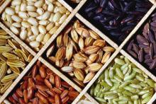 IRRI: A Bank That Stores Rice