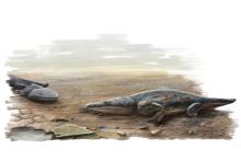 Giant Prehistoric Salamanders Found