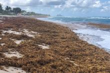 What Is The Great Atlantic Sargassum Belt?