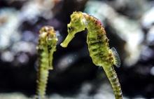 A Hotel For Seahorses!