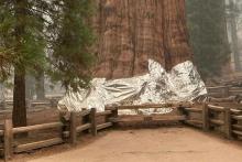 A Blanket For Sequoia Trees