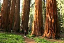 Older Trees Grow Faster!