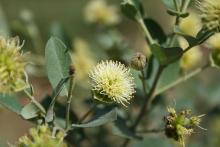 Bringing Back A Native Weed