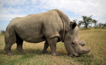 The Last Male White Rhino Dies