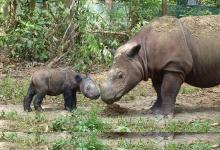 Last Male Sumatran Rhino In Malaysia Dies