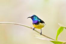 Sunbirds: Singing The Same Song!
