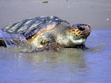 Turtles Rely On Earth's Magnetic Field