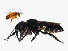 World's Largest Bee Rediscovered!