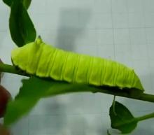 Whispering Whales and Whistling Caterpillars