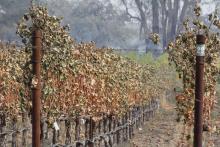 The Aftermath Of Wildfires