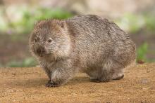 Why Wombats Poop Cubes!