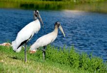Hurray For The Wood Storks!